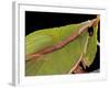 Prionolopha Serrata (Serrate Lubber Grasshopper)- Portrait-Paul Starosta-Framed Photographic Print