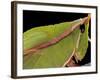 Prionolopha Serrata (Serrate Lubber Grasshopper)- Portrait-Paul Starosta-Framed Photographic Print