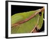 Prionolopha Serrata (Serrate Lubber Grasshopper)- Portrait-Paul Starosta-Framed Photographic Print