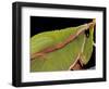 Prionolopha Serrata (Serrate Lubber Grasshopper)- Portrait-Paul Starosta-Framed Photographic Print