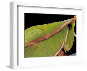 Prionolopha Serrata (Serrate Lubber Grasshopper)- Portrait-Paul Starosta-Framed Photographic Print