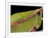 Prionolopha Serrata (Serrate Lubber Grasshopper)- Portrait-Paul Starosta-Framed Photographic Print