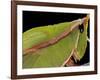 Prionolopha Serrata (Serrate Lubber Grasshopper)- Portrait-Paul Starosta-Framed Photographic Print