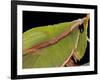 Prionolopha Serrata (Serrate Lubber Grasshopper)- Portrait-Paul Starosta-Framed Photographic Print