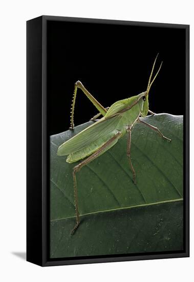 Prionolopha Serrata (Serrate Lubber Grasshopper)-Paul Starosta-Framed Stretched Canvas