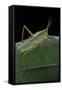 Prionolopha Serrata (Serrate Lubber Grasshopper)-Paul Starosta-Framed Stretched Canvas