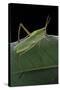 Prionolopha Serrata (Serrate Lubber Grasshopper)-Paul Starosta-Stretched Canvas