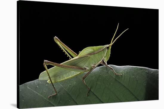 Prionolopha Serrata (Serrate Lubber Grasshopper)-Paul Starosta-Stretched Canvas