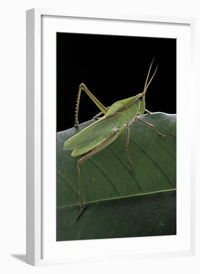 Prionolopha Serrata (Serrate Lubber Grasshopper)-Paul Starosta-Framed Photographic Print