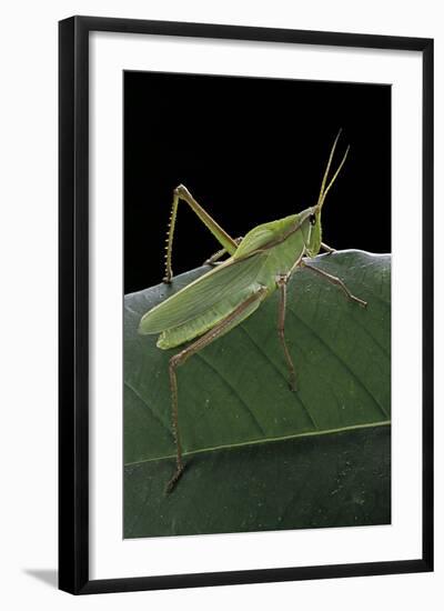 Prionolopha Serrata (Serrate Lubber Grasshopper)-Paul Starosta-Framed Photographic Print