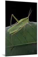 Prionolopha Serrata (Serrate Lubber Grasshopper)-Paul Starosta-Mounted Photographic Print