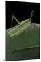 Prionolopha Serrata (Serrate Lubber Grasshopper)-Paul Starosta-Mounted Photographic Print