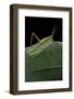 Prionolopha Serrata (Serrate Lubber Grasshopper)-Paul Starosta-Framed Photographic Print