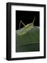 Prionolopha Serrata (Serrate Lubber Grasshopper)-Paul Starosta-Framed Photographic Print