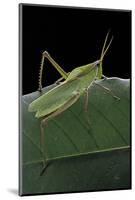 Prionolopha Serrata (Serrate Lubber Grasshopper)-Paul Starosta-Mounted Photographic Print