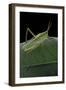 Prionolopha Serrata (Serrate Lubber Grasshopper)-Paul Starosta-Framed Photographic Print