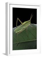 Prionolopha Serrata (Serrate Lubber Grasshopper)-Paul Starosta-Framed Photographic Print