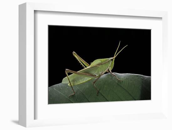 Prionolopha Serrata (Serrate Lubber Grasshopper)-Paul Starosta-Framed Photographic Print