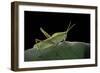 Prionolopha Serrata (Serrate Lubber Grasshopper)-Paul Starosta-Framed Photographic Print