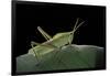 Prionolopha Serrata (Serrate Lubber Grasshopper)-Paul Starosta-Framed Photographic Print