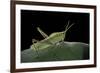 Prionolopha Serrata (Serrate Lubber Grasshopper)-Paul Starosta-Framed Photographic Print