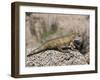 Priosphenodon Is an Extinct Rhynchocephalian from the Late Cretaceous-Stocktrek Images-Framed Art Print