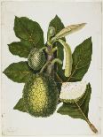 Artocarpus Incisa (The True Bread-Fruit/ of the Phillipines), December 1866-Priscilla Susan Bury-Framed Giclee Print