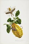 E.F. Seedling Amaryllus, May 1824-Priscilla Susan Bury-Stretched Canvas