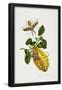 Essential Black