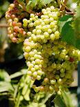 Grapes on the Vine, Himara, Republic of Albania-Prisma-Photographic Print