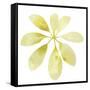 Prisma Tropical V-June Vess-Framed Stretched Canvas