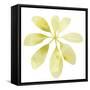 Prisma Tropical V-June Vess-Framed Stretched Canvas