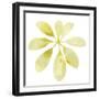 Prisma Tropical V-June Vess-Framed Art Print