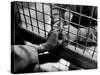 Prisoner Ronald Gallagher and Wife Holding Hands-Michael Rougier-Stretched Canvas