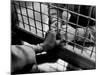 Prisoner Ronald Gallagher and Wife Holding Hands-Michael Rougier-Mounted Photographic Print