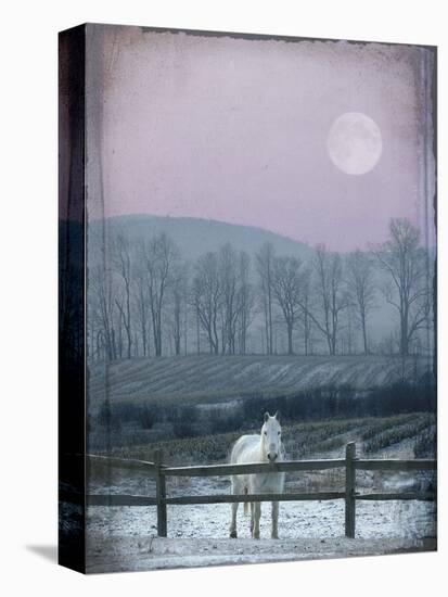 Prissy On Snowy Night-Dawne Polis-Stretched Canvas