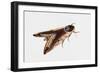 Privet Hawk Moth (Sphinx Ligustri), Sphingidae, Artwork by Rebecca Hardy-null-Framed Giclee Print