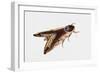 Privet Hawk Moth (Sphinx Ligustri), Sphingidae, Artwork by Rebecca Hardy-null-Framed Giclee Print