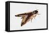 Privet Hawk Moth (Sphinx Ligustri), Sphingidae, Artwork by Rebecca Hardy-null-Framed Stretched Canvas