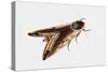 Privet Hawk Moth (Sphinx Ligustri), Sphingidae, Artwork by Rebecca Hardy-null-Stretched Canvas
