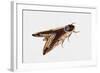 Privet Hawk Moth (Sphinx Ligustri), Sphingidae, Artwork by Rebecca Hardy-null-Framed Giclee Print