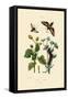 Privet Hawkmoth, 1833-39-null-Framed Stretched Canvas