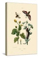 Privet Hawkmoth, 1833-39-null-Stretched Canvas