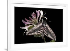 Privet Hawkmoth (Sphinx Ligustri) Feeding on Honeysuckle Flowers at Night. Devon, UK. June-Alex Hyde-Framed Photographic Print