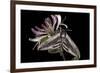 Privet Hawkmoth (Sphinx Ligustri) Feeding on Honeysuckle Flowers at Night. Devon, UK. June-Alex Hyde-Framed Photographic Print