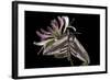 Privet Hawkmoth (Sphinx Ligustri) Feeding on Honeysuckle Flowers at Night. Devon, UK. June-Alex Hyde-Framed Photographic Print