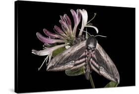 Privet Hawkmoth (Sphinx Ligustri) Feeding on Honeysuckle Flowers at Night. Devon, UK. June-Alex Hyde-Stretched Canvas