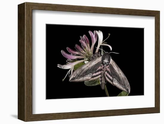 Privet Hawkmoth (Sphinx Ligustri) Feeding on Honeysuckle Flowers at Night. Devon, UK. June-Alex Hyde-Framed Photographic Print