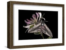 Privet Hawkmoth (Sphinx Ligustri) Feeding on Honeysuckle Flowers at Night. Devon, UK. June-Alex Hyde-Framed Photographic Print