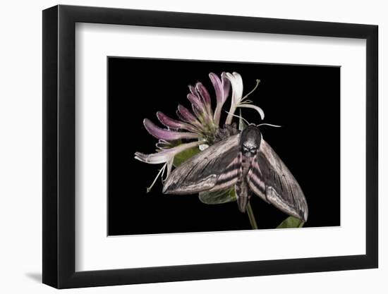 Privet Hawkmoth (Sphinx Ligustri) Feeding on Honeysuckle Flowers at Night. Devon, UK. June-Alex Hyde-Framed Photographic Print